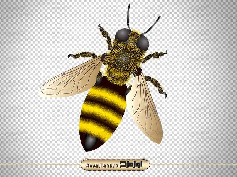 تصویر png زنبور عسل