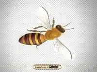 دانلود تصویر زنبور عسل