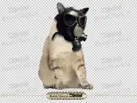 گربه و ماسک شیمیایی