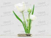 دوربری گل سفید