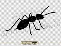 وکتور سیاه و سفید مورچه
