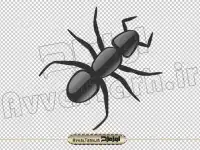 دانلود فایل تصویر دوربری شده مورچه سیاه