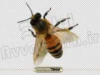 دانلود فایل دوربری زنبور عسل