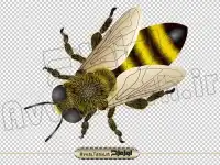 دانلود تصویر دوربری زنبور جلیقه زرد