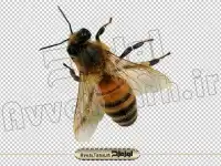 دانلود عکس دوربری زنبور عسل