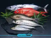 دانلود رایگان تصویر انواع ماهی