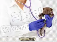دوربری تصویر دامپزشک در حال معاینه گربه