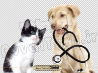 دوربری تصویر گربه و سگ با گوشی پزشکی