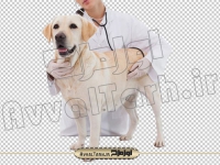 دوربری تصویر png دامپزشک در حال معاینه سگ