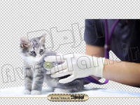 دوربری تصویر دامپزشک و معاینه گربه