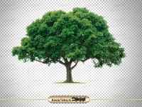 تصویر دوربری شده درخت
