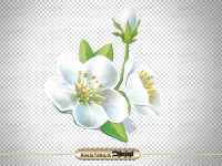 تصویر png گل سفید