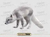 arctic fox png