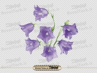 فایل دوربری شده گل زنگوله ای آبی