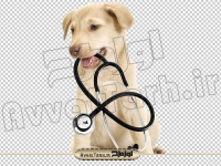 تصویر دوربری شده سگ و گوشی پزشکی