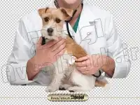تصویر دوربری سگ و دامپزشک