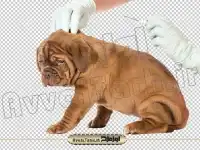 تصویر با کیفیت سگ در حال واکسن زدن