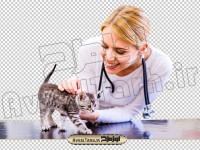 تصویر دوربری شده گربه و دامپزشک