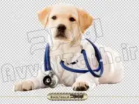 تصویر png سگ نشسته و گوشی پزشکی