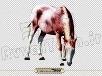 تصویر دوربری شده اسب تیر خورده نماد اسب امام حسین