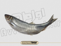 فایل دوربری شده تصویر ماهی