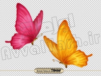 تصویر png پروانه رنگی