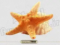 تصویر دوربری شده ستاره دریایی و صدف