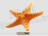 دانلود تصویر دوربری شده ستاره دریایی