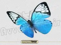 دانلود تصویر دوربری شده پروانه آبی