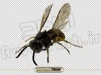 دانلود تصویر دوربری شده زنبور