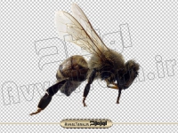 دانلود عکس با کیفیت دوربری شده زنبور عسل