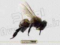دانلود عکس با کیفیت دوربری شده زنبور عسل