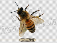 دانلود عکس دوربری زنبور عسل