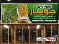 طرح بنر برنج فروشی و شالیکاری